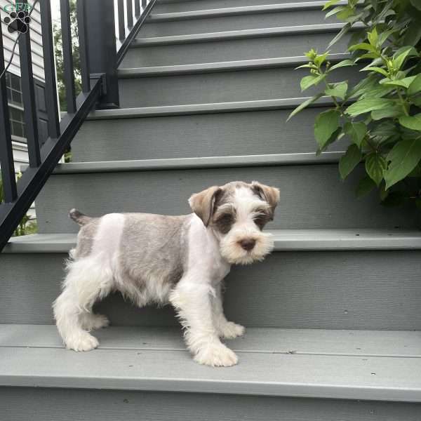 Tyler, Miniature Schnauzer Puppy