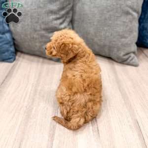 Jack, Mini Goldendoodle Puppy