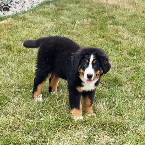 Roxy, Bernese Mountain Dog Puppy