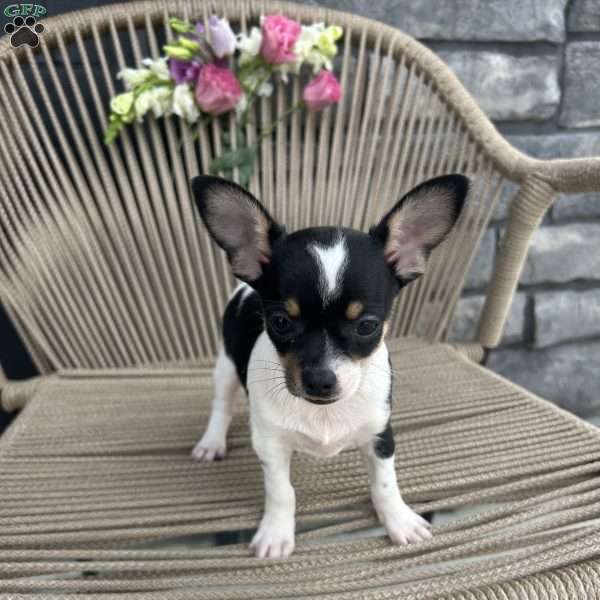 osa, Chihuahua Puppy