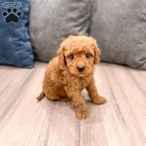 Jack, Mini Goldendoodle Puppy