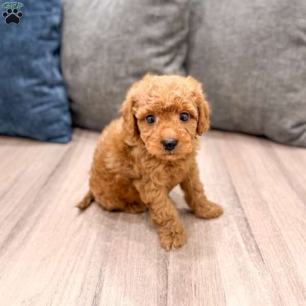 Jack, Mini Goldendoodle Puppy