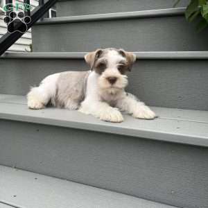 Tyler, Miniature Schnauzer Puppy