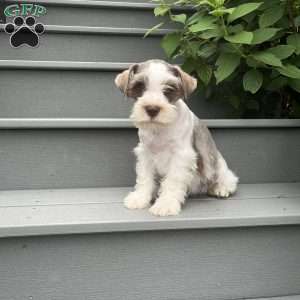 Tyler, Miniature Schnauzer Puppy