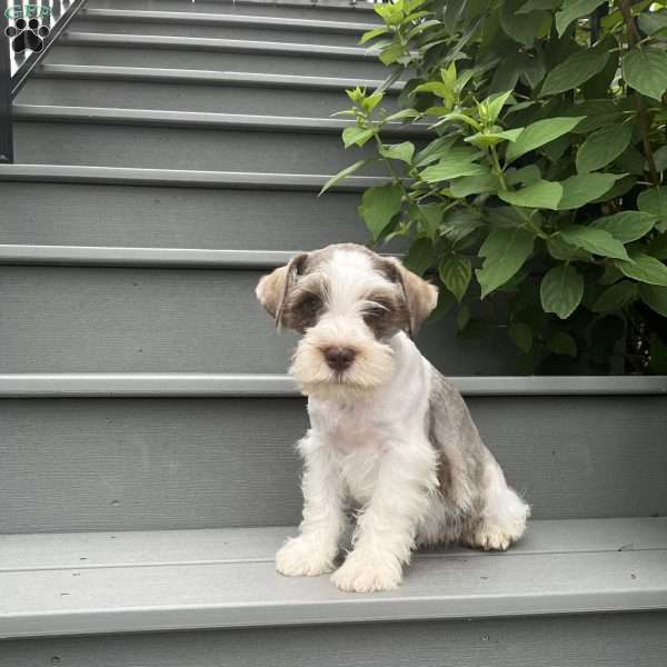 Tyler, Miniature Schnauzer Puppy