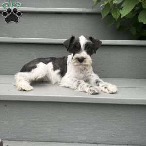Tina, Miniature Schnauzer Puppy