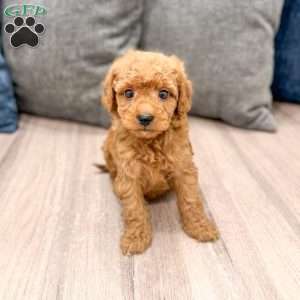 Jack, Mini Goldendoodle Puppy