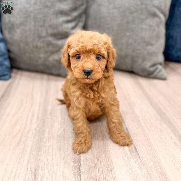 Jack, Mini Goldendoodle Puppy