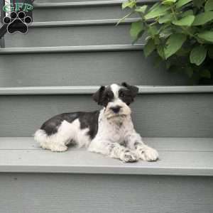 Tina, Miniature Schnauzer Puppy