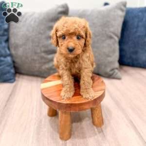 Jack, Mini Goldendoodle Puppy