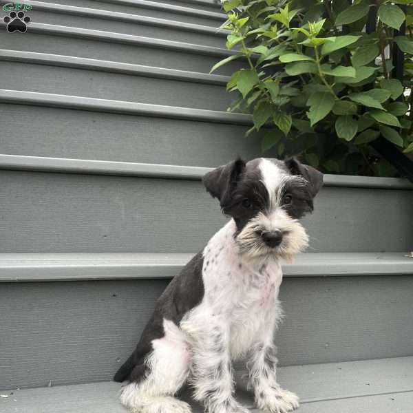 Tina, Miniature Schnauzer Puppy