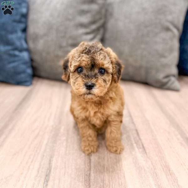 Bella, Mini Goldendoodle Puppy