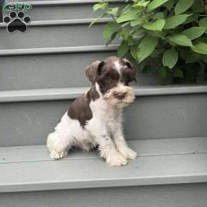 Troy, Miniature Schnauzer Puppy