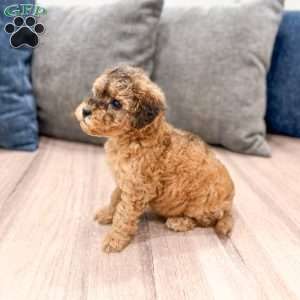 Bella, Mini Goldendoodle Puppy