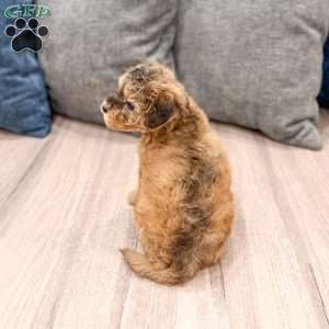 Bella, Mini Goldendoodle Puppy