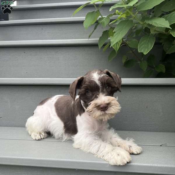 Troy, Miniature Schnauzer Puppy