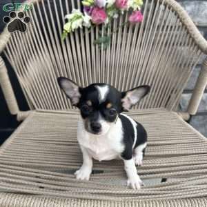 osa, Chihuahua Puppy