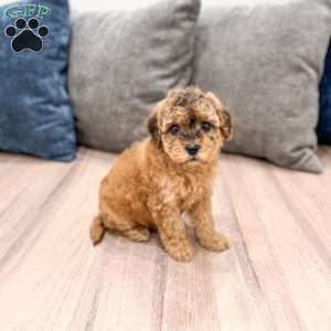 Bella, Mini Goldendoodle Puppy
