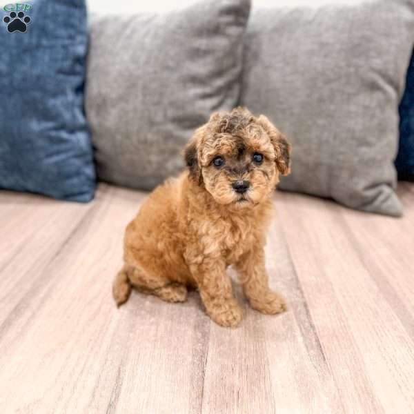Bella, Mini Goldendoodle Puppy