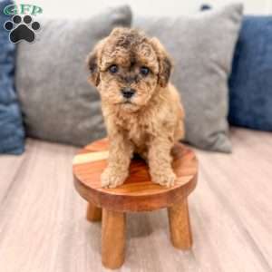 Bella, Mini Goldendoodle Puppy