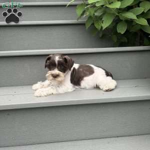 Troy, Miniature Schnauzer Puppy