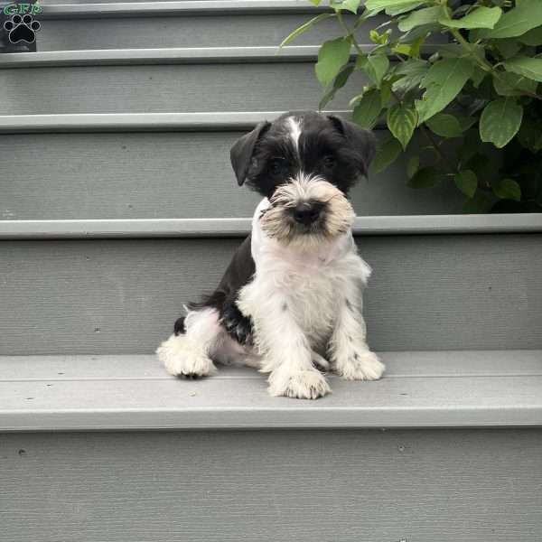 Tim, Miniature Schnauzer Puppy