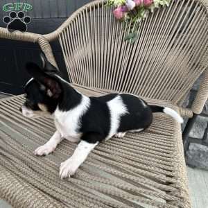 osa, Chihuahua Puppy