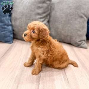 Rocky, Mini Goldendoodle Puppy