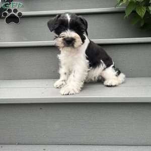 Tim, Miniature Schnauzer Puppy
