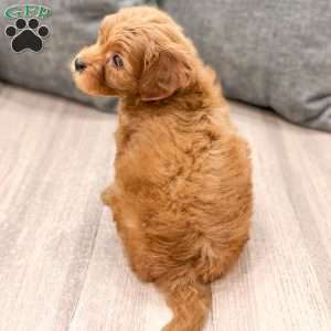 Rocky, Mini Goldendoodle Puppy