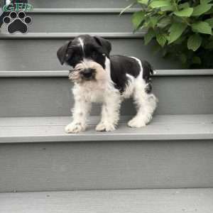 Tim, Miniature Schnauzer Puppy