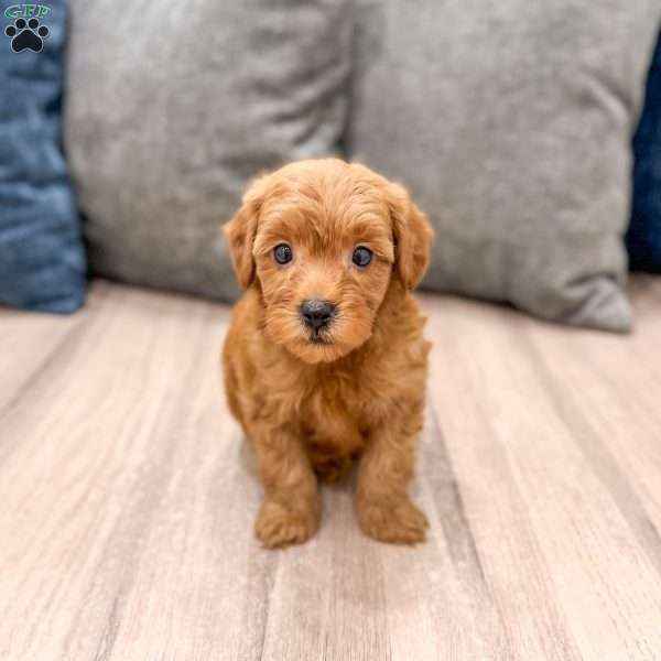 Rocky, Mini Goldendoodle Puppy