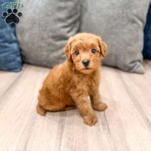 Rocky, Mini Goldendoodle Puppy
