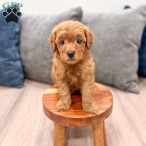 Rocky, Mini Goldendoodle Puppy