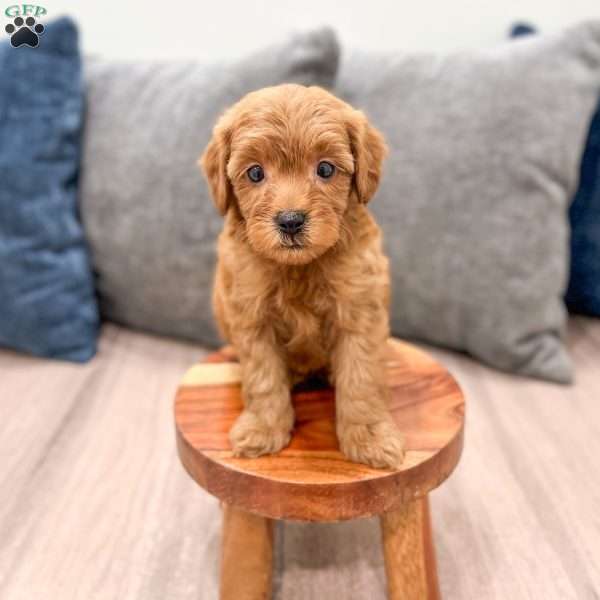 Rocky, Mini Goldendoodle Puppy