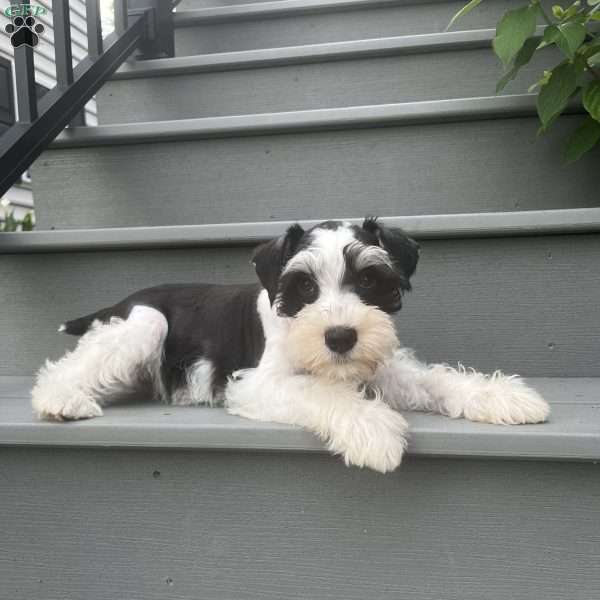 Travis, Miniature Schnauzer Puppy