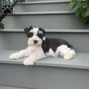 Travis, Miniature Schnauzer Puppy