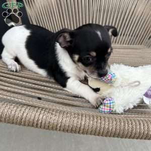 otis, Chihuahua Puppy