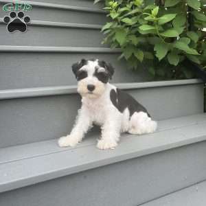 Travis, Miniature Schnauzer Puppy