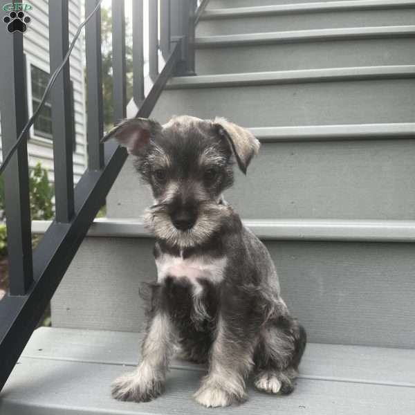 Tonya, Miniature Schnauzer Puppy