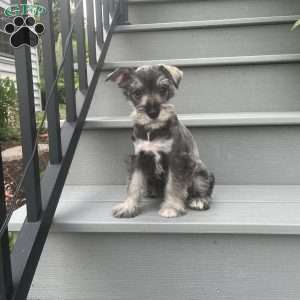 Tonya, Miniature Schnauzer Puppy