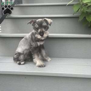 Tonya, Miniature Schnauzer Puppy