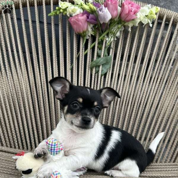 otis, Chihuahua Puppy