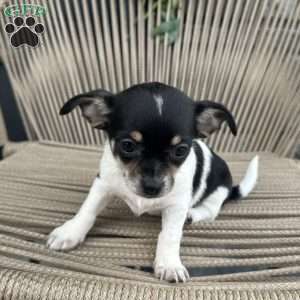 otis, Chihuahua Puppy