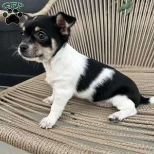 otis, Chihuahua Puppy