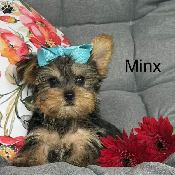 Minx, Yorkie Puppy