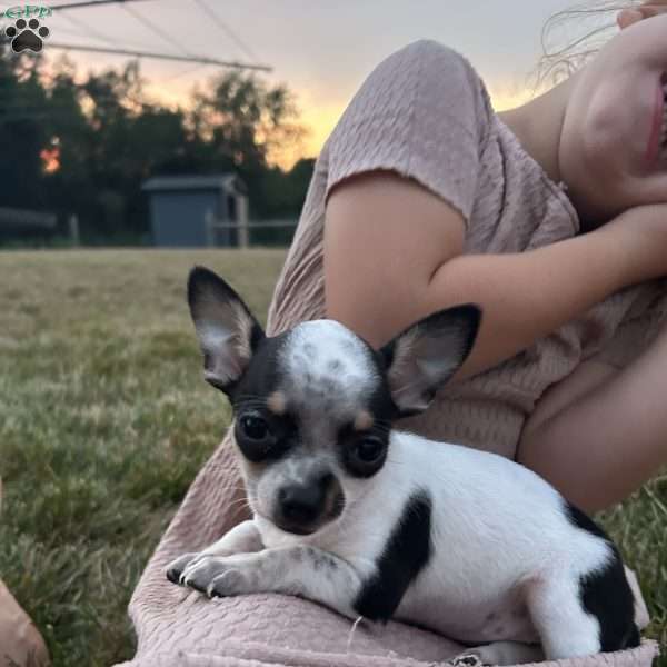 dahlia, Chihuahua Puppy