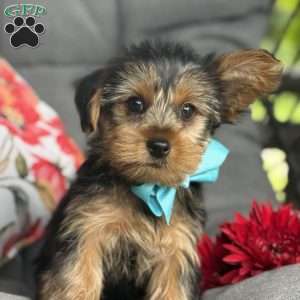 Muff, Yorkie Puppy