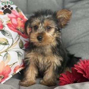 Muff, Yorkie Puppy