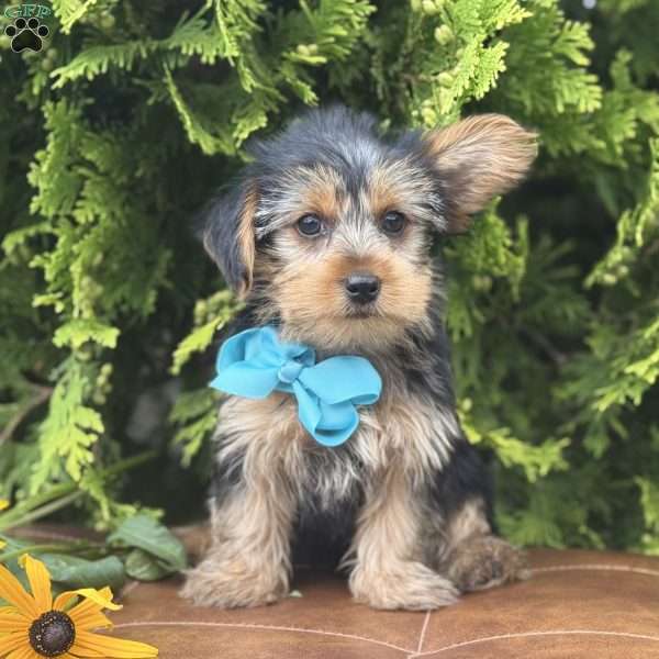Muff, Yorkie Puppy